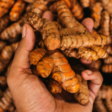 The Golden Rhizome: Harnessing the Power of Turmeric for Radiant Skin